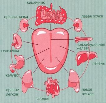 Внутренние Органы На Языке Фото