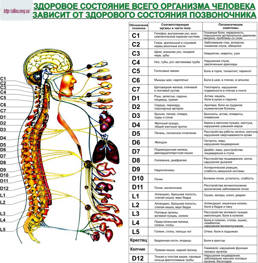 Позвоночник иннервация органов таблица