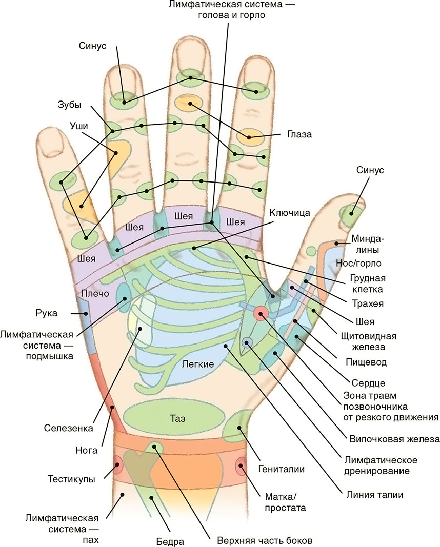 Схемы расположения органов и руководство по поиску лечебных точек