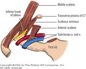 Scalenus minimus.jpg